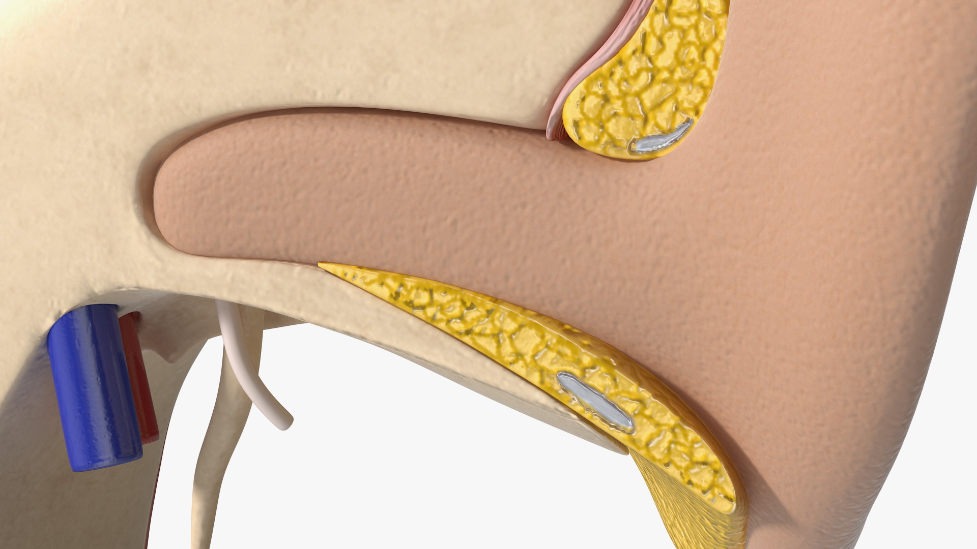 Human Ear Anatomy Structure 3D