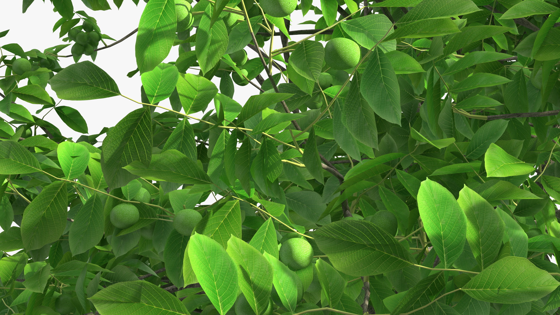 Walnut Tree with Green Nuts 3D