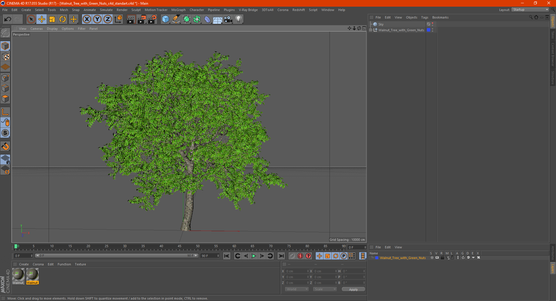 Walnut Tree with Green Nuts 3D