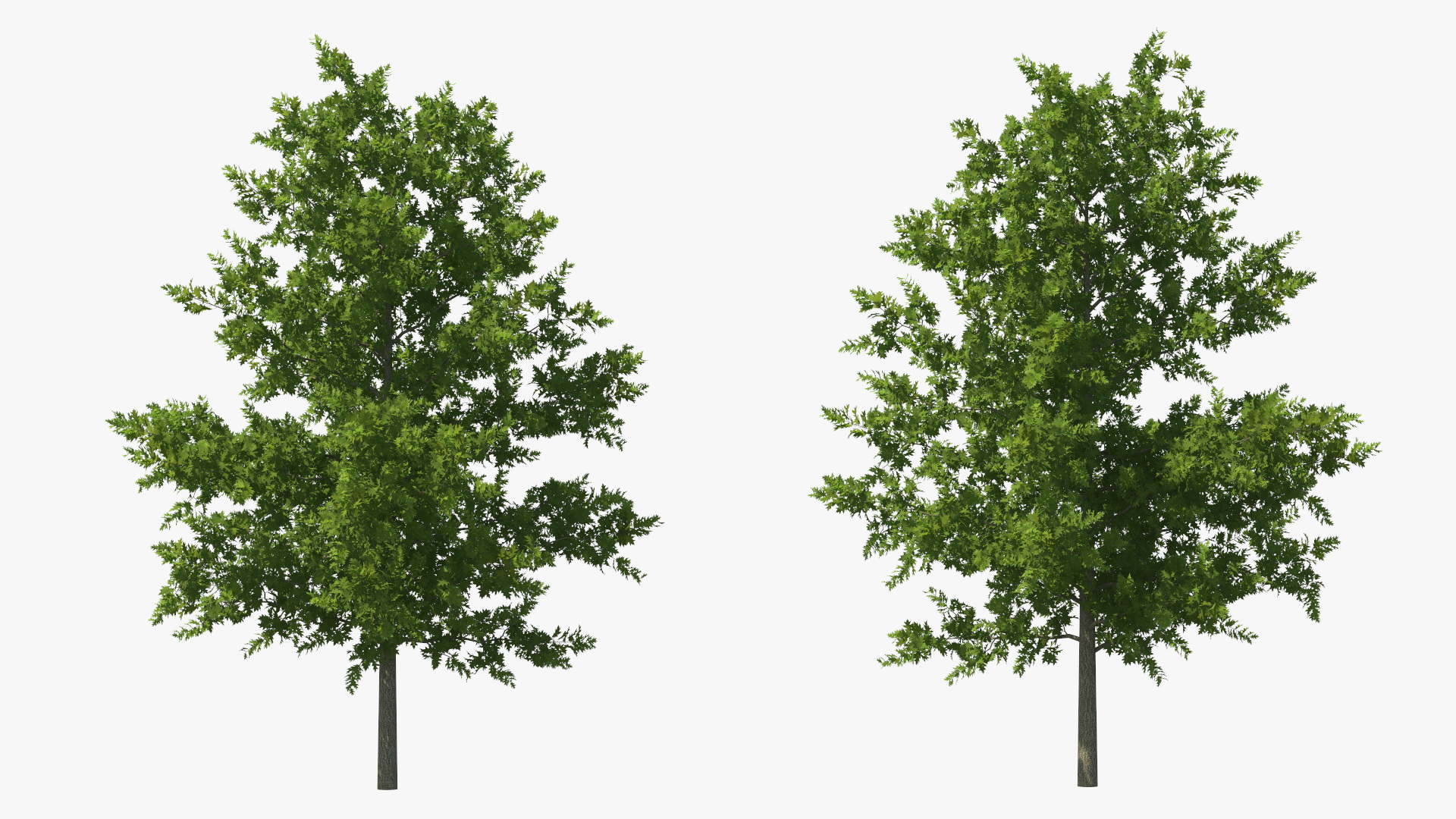 3D model Oak Tree
