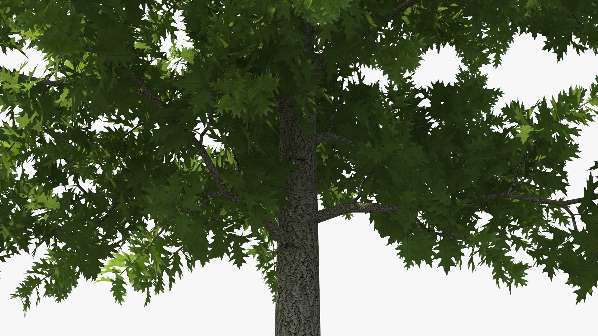 3D model Oak Tree