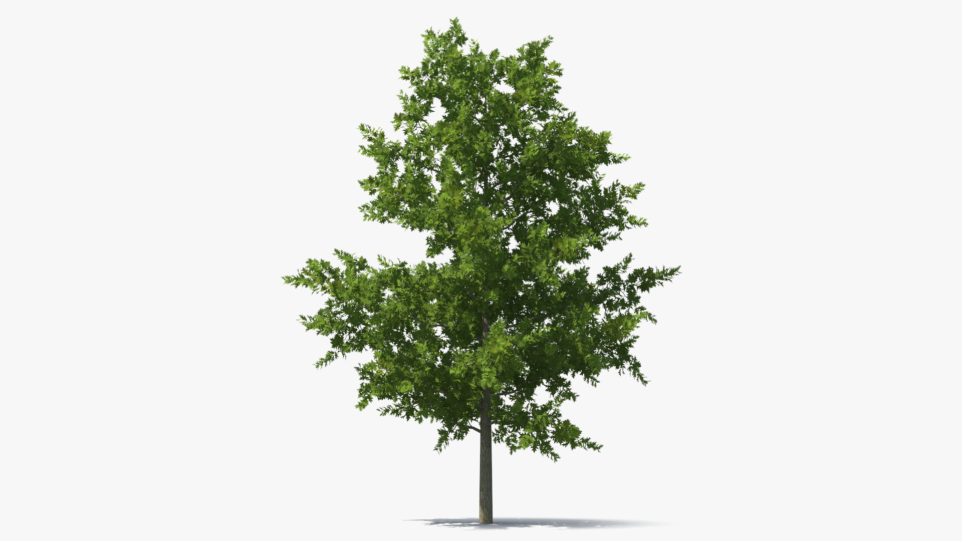 3D model Oak Tree