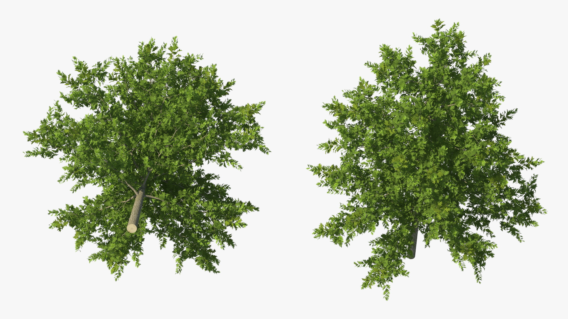 3D model Oak Tree