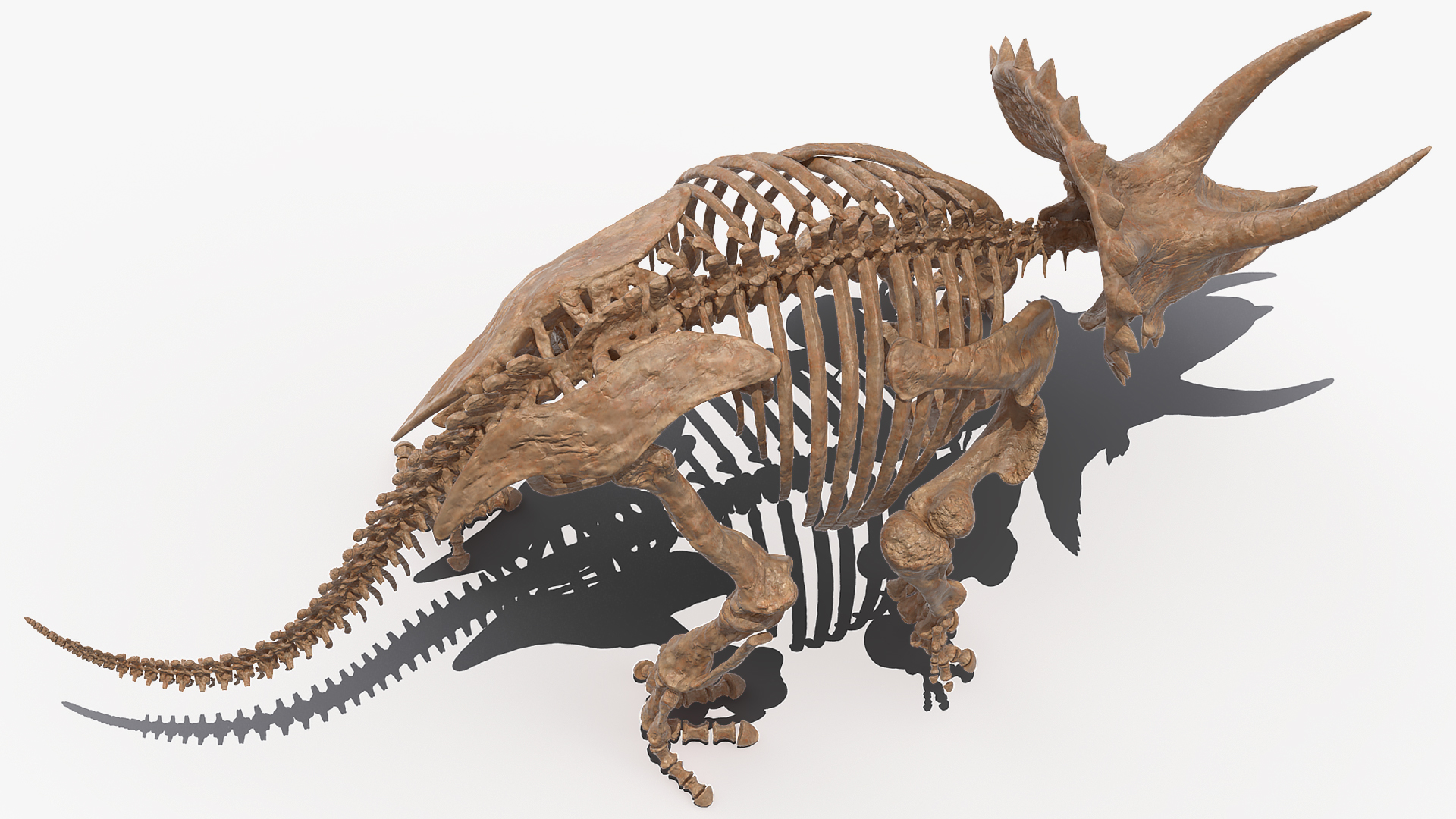 3D Triceratops Fossil Walking Pose