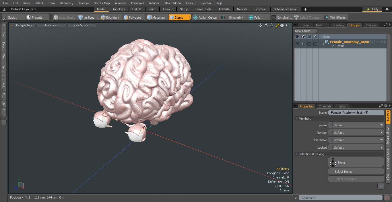 3D model Female Anatomy Brain