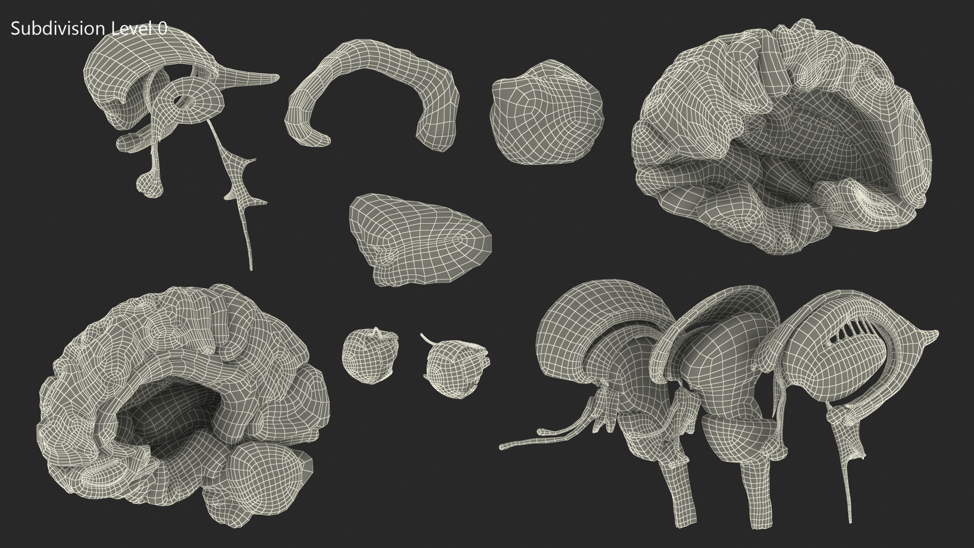 3D model Female Anatomy Brain