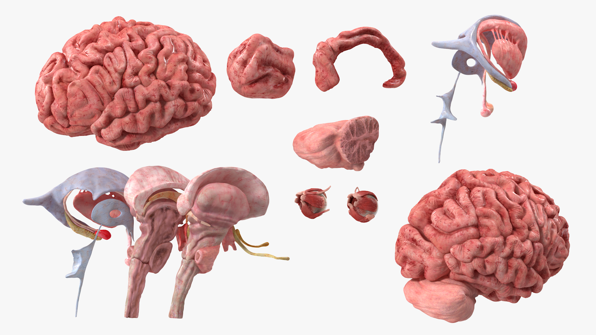 3D model Female Anatomy Brain