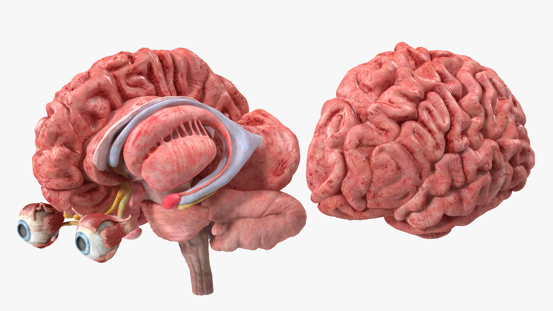3D model Female Anatomy Brain