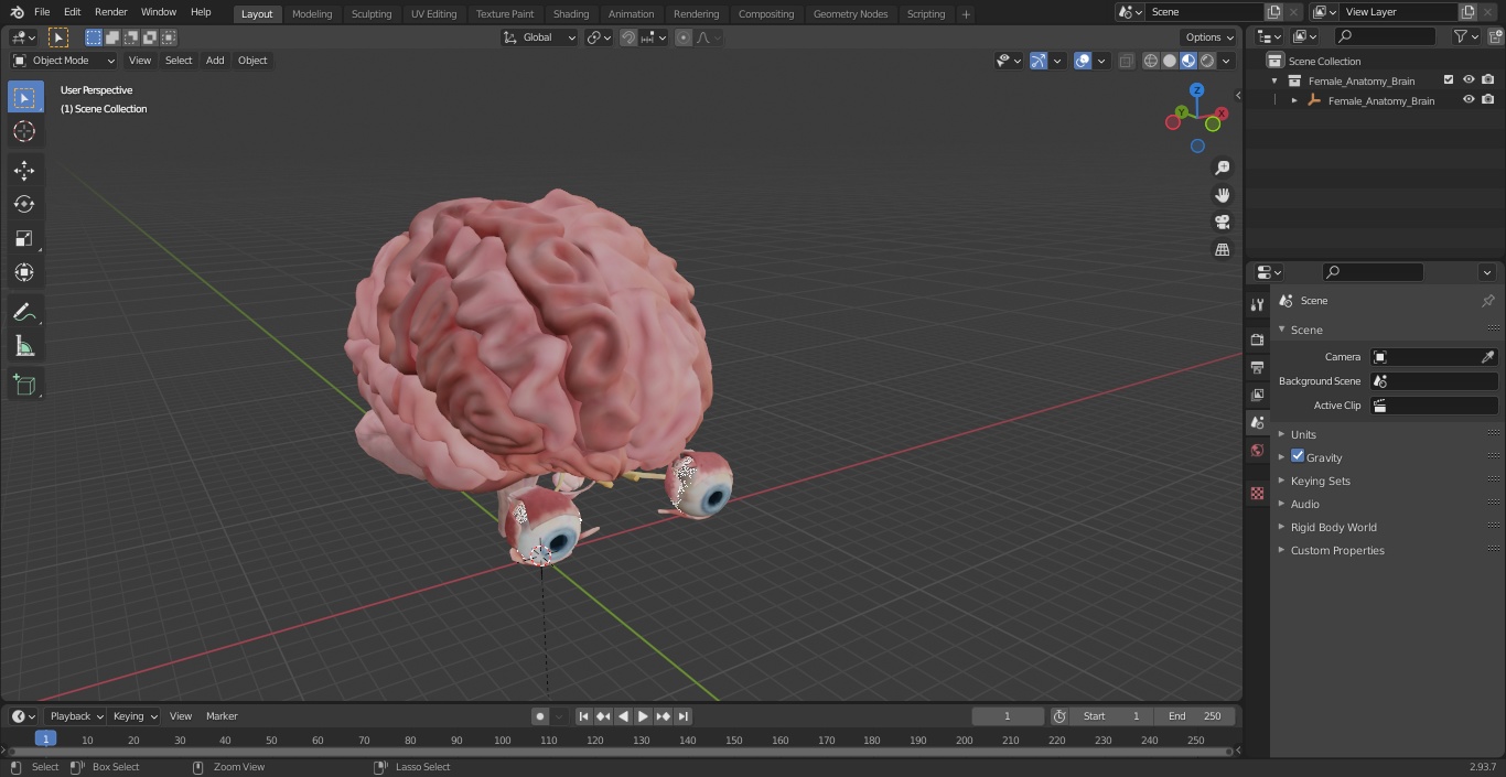 3D model Female Anatomy Brain