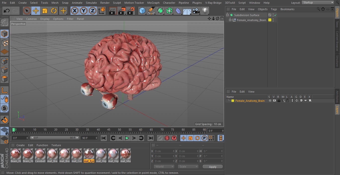 3D model Female Anatomy Brain