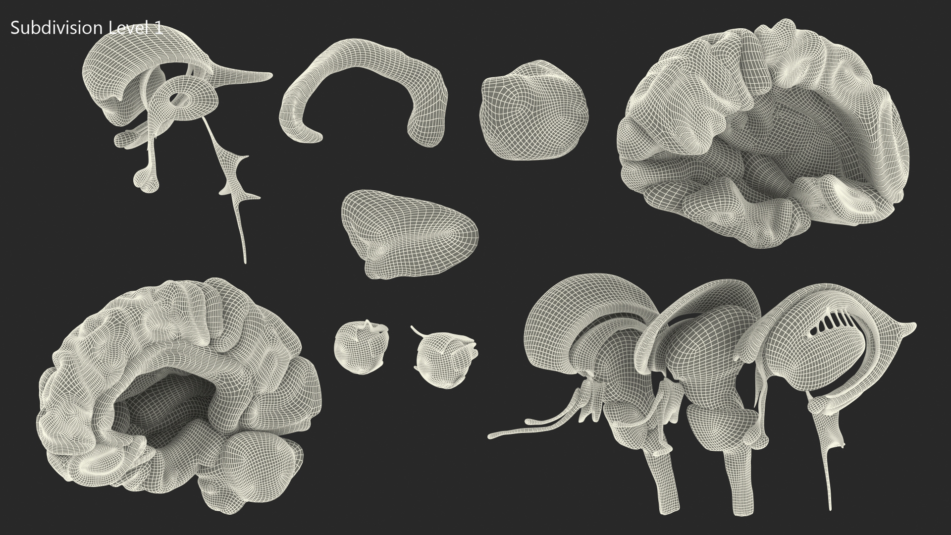 3D model Female Anatomy Brain
