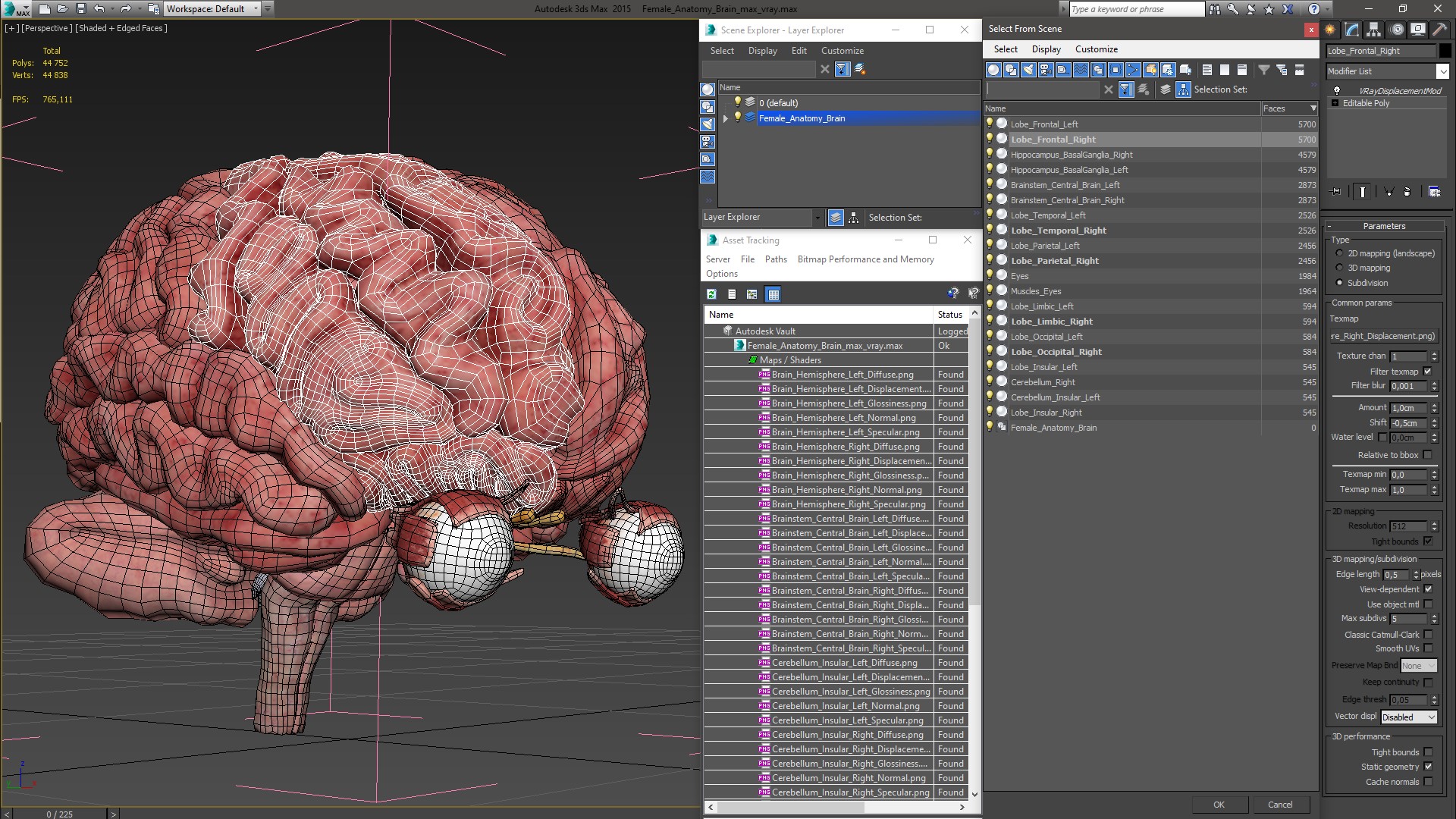 3D model Female Anatomy Brain