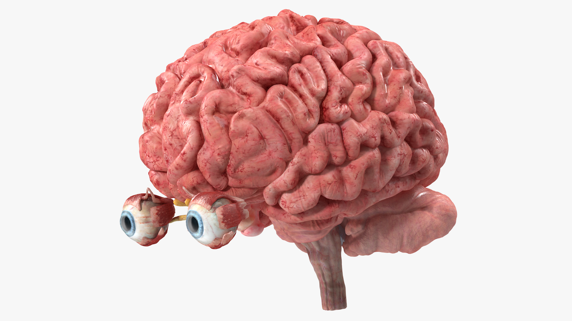 3D model Female Anatomy Brain