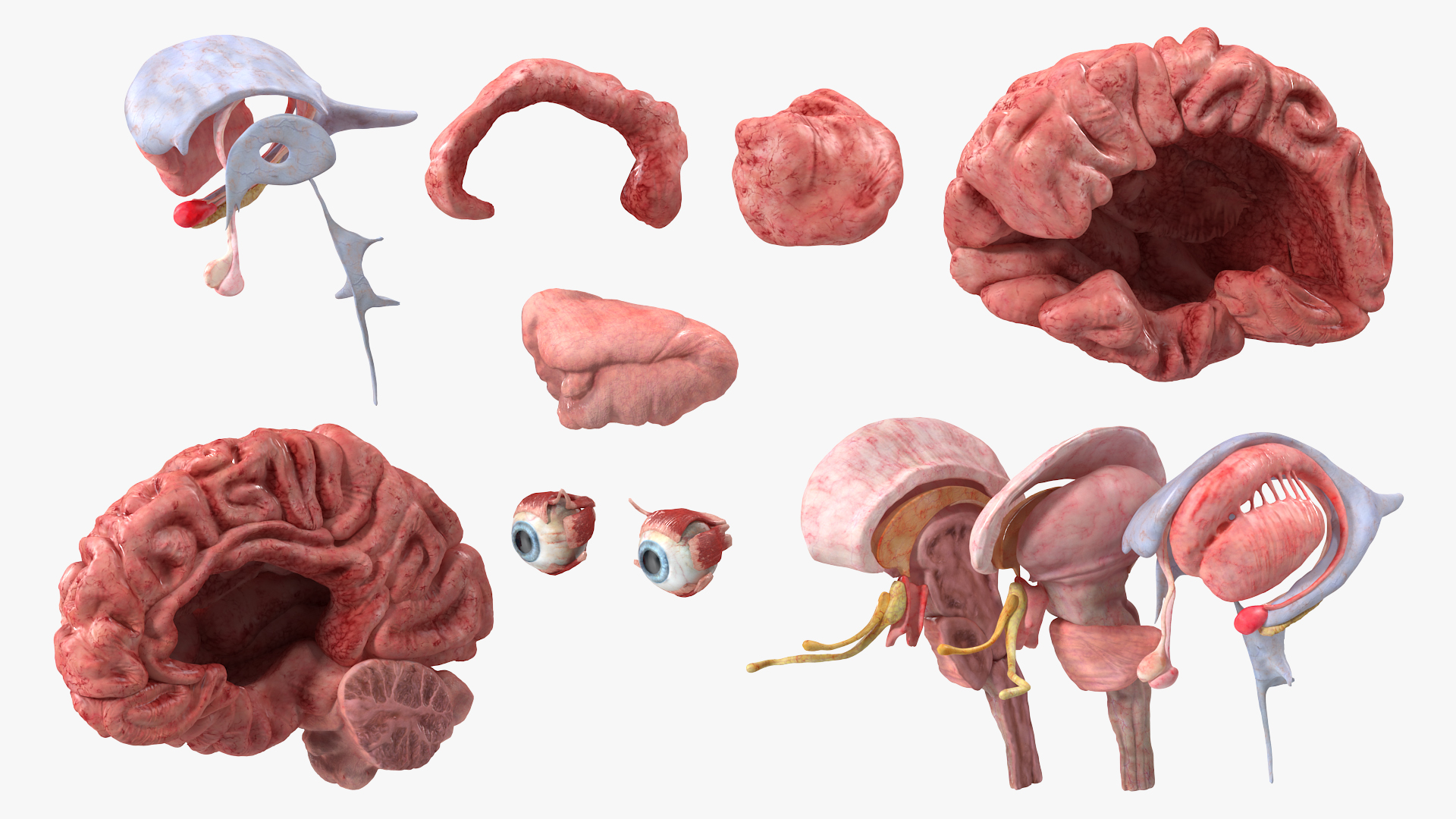 3D model Female Anatomy Brain