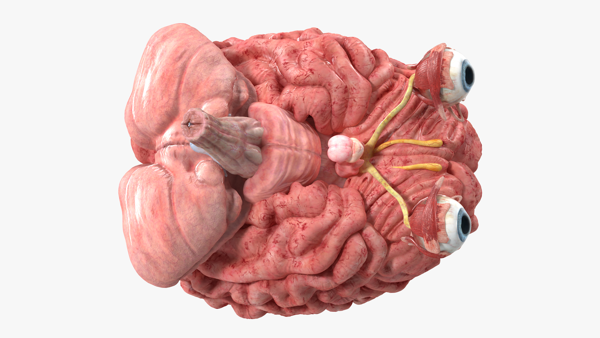 3D model Female Anatomy Brain