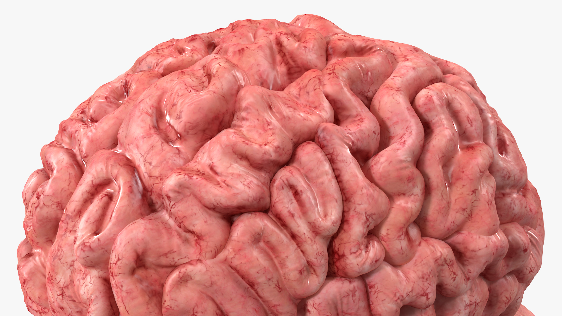 3D model Female Anatomy Brain