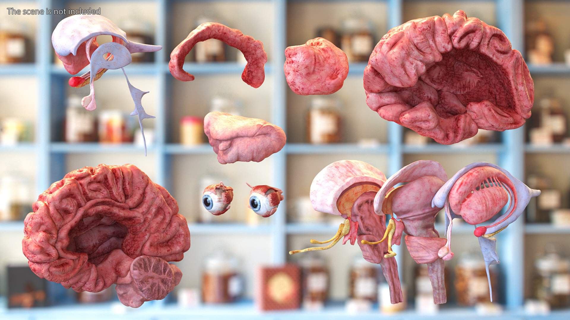 3D model Female Anatomy Brain