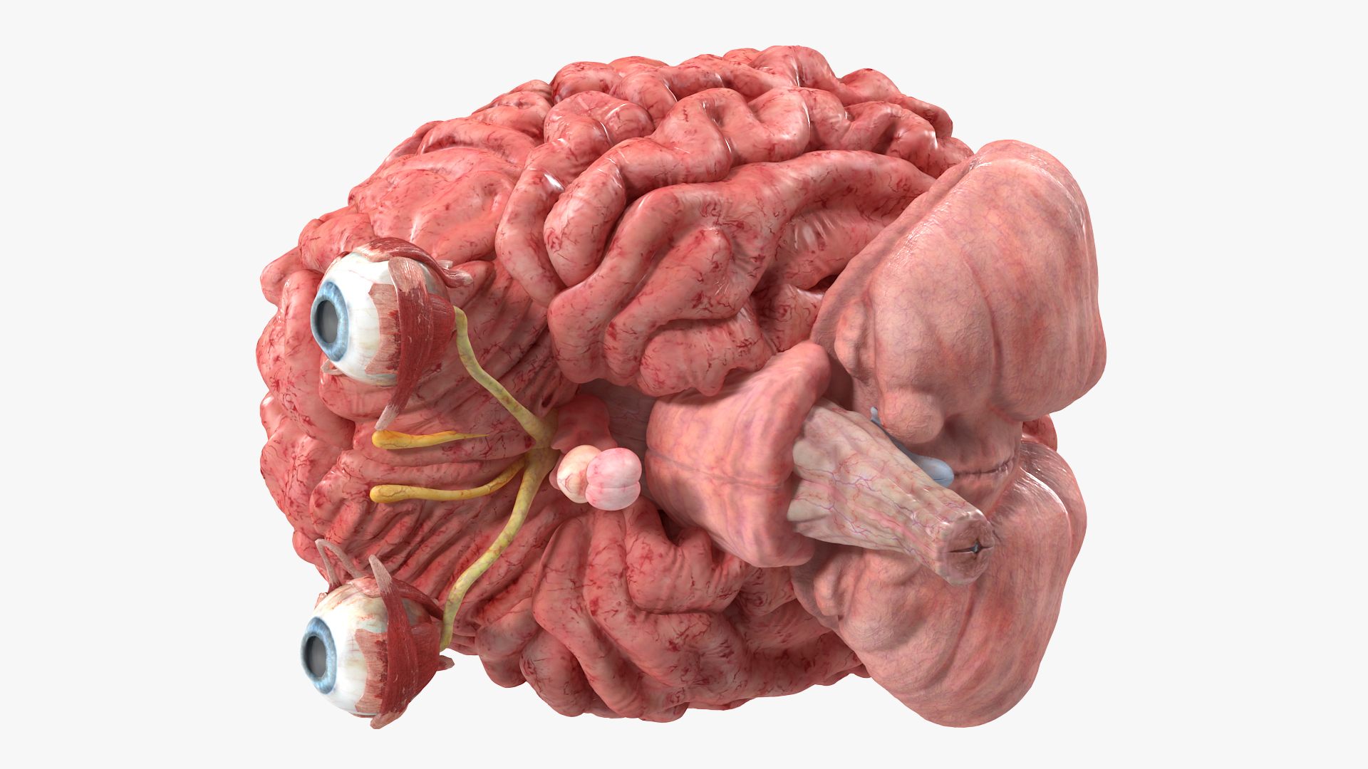 3D model Female Anatomy Brain