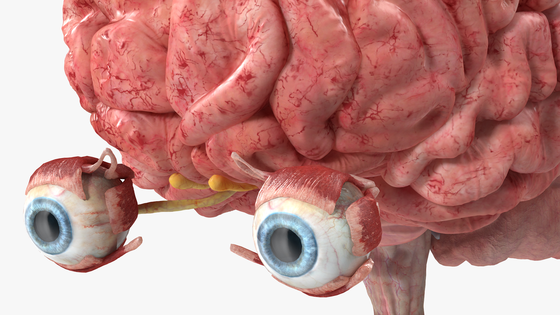 3D model Female Anatomy Brain