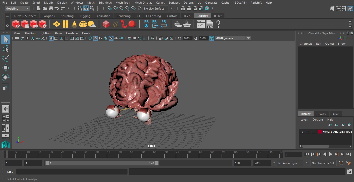 3D model Female Anatomy Brain