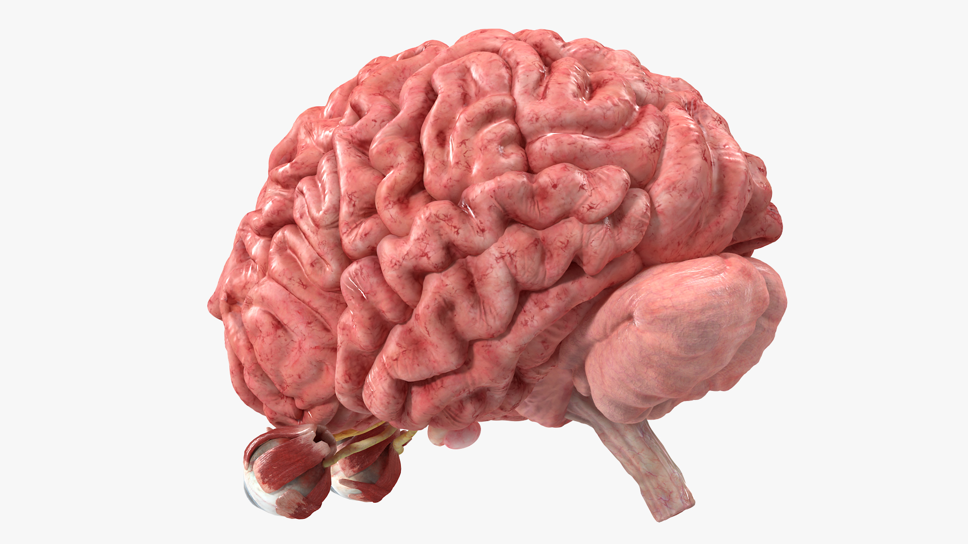 3D model Female Anatomy Brain