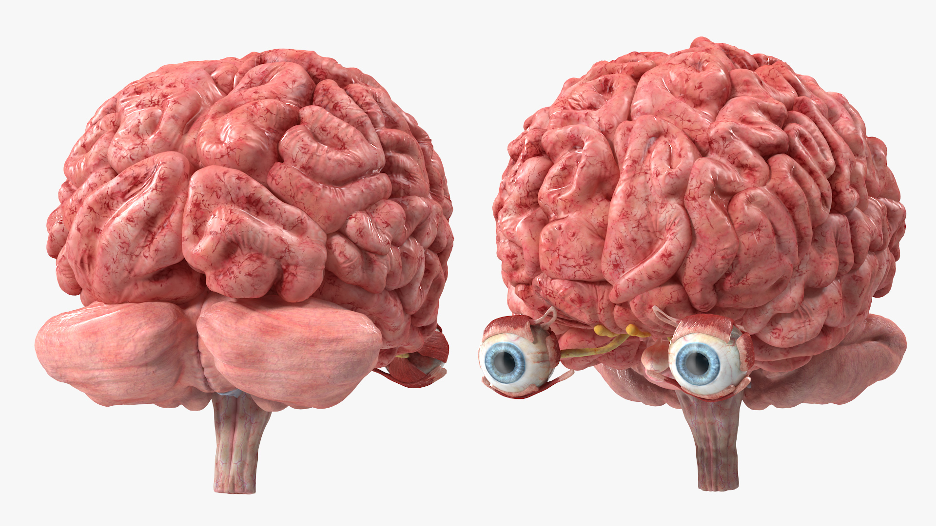 3D model Female Anatomy Brain