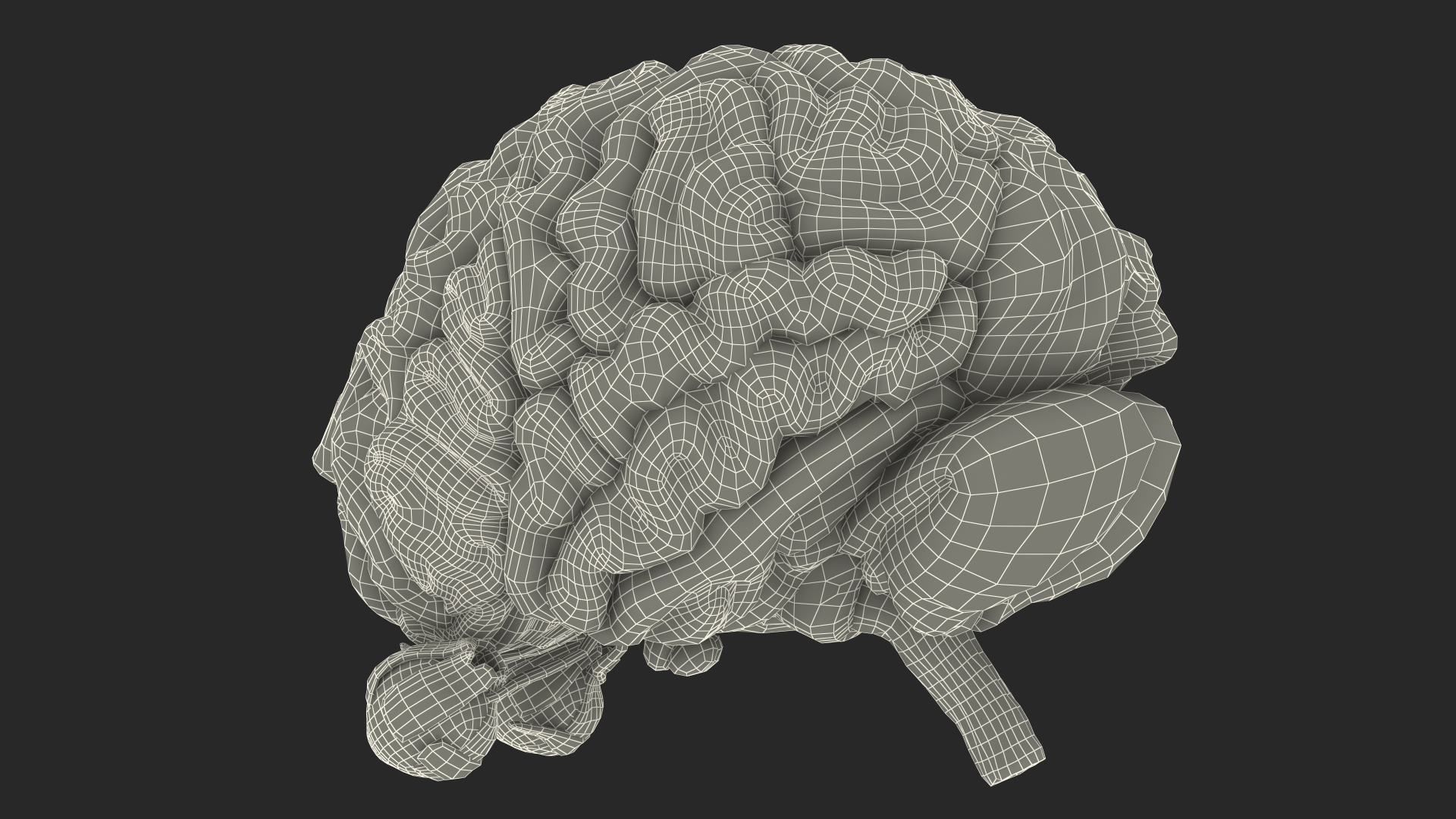 3D model Female Anatomy Brain