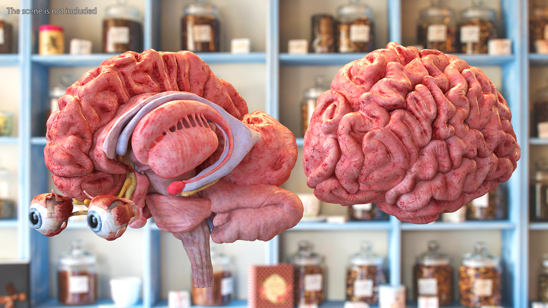 3D model Female Anatomy Brain