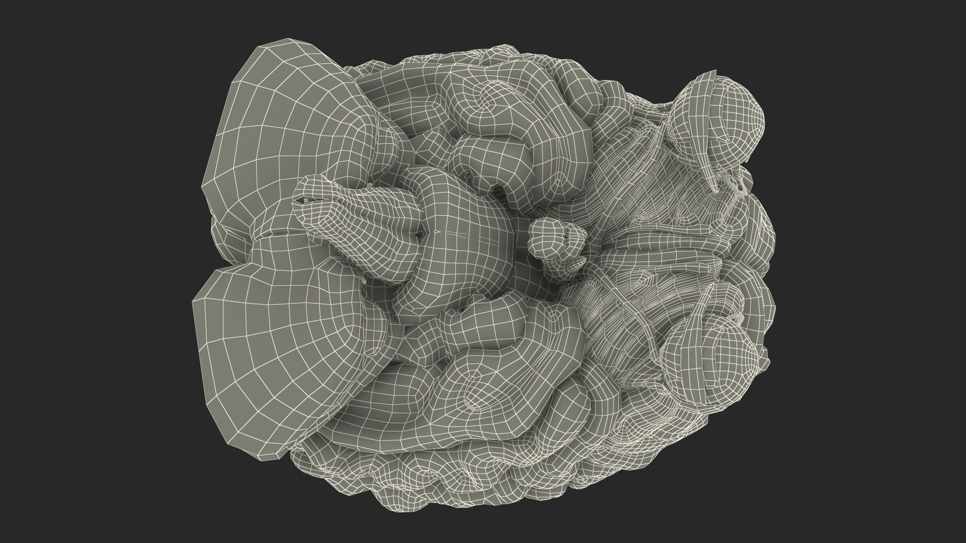 3D model Female Anatomy Brain