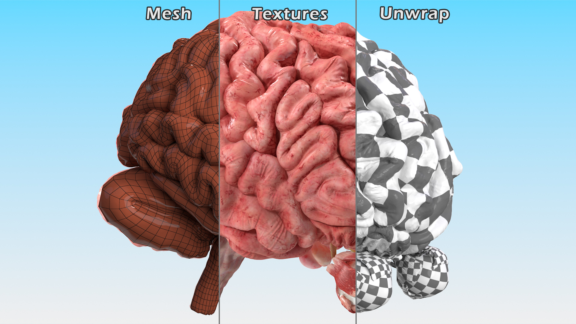 3D model Female Anatomy Brain
