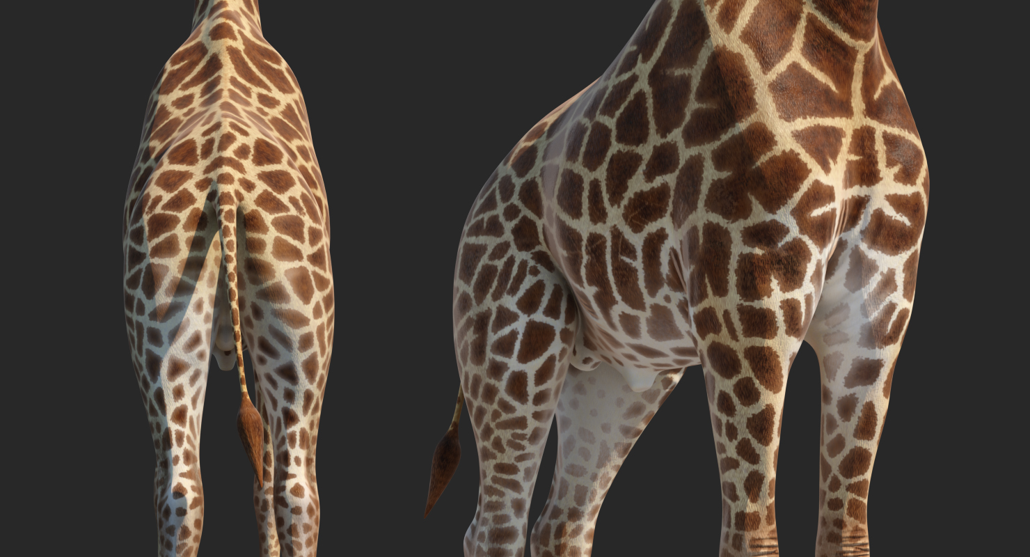 African Giraffe Standing Pose 3D model