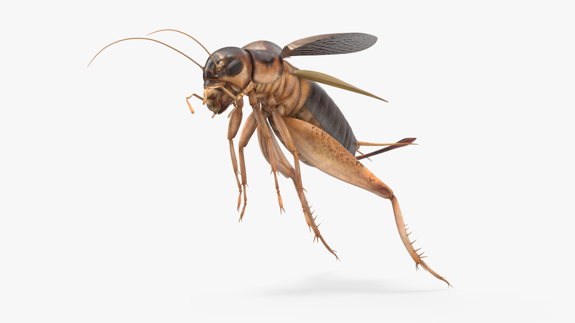 Gryllinae Jumping 3D