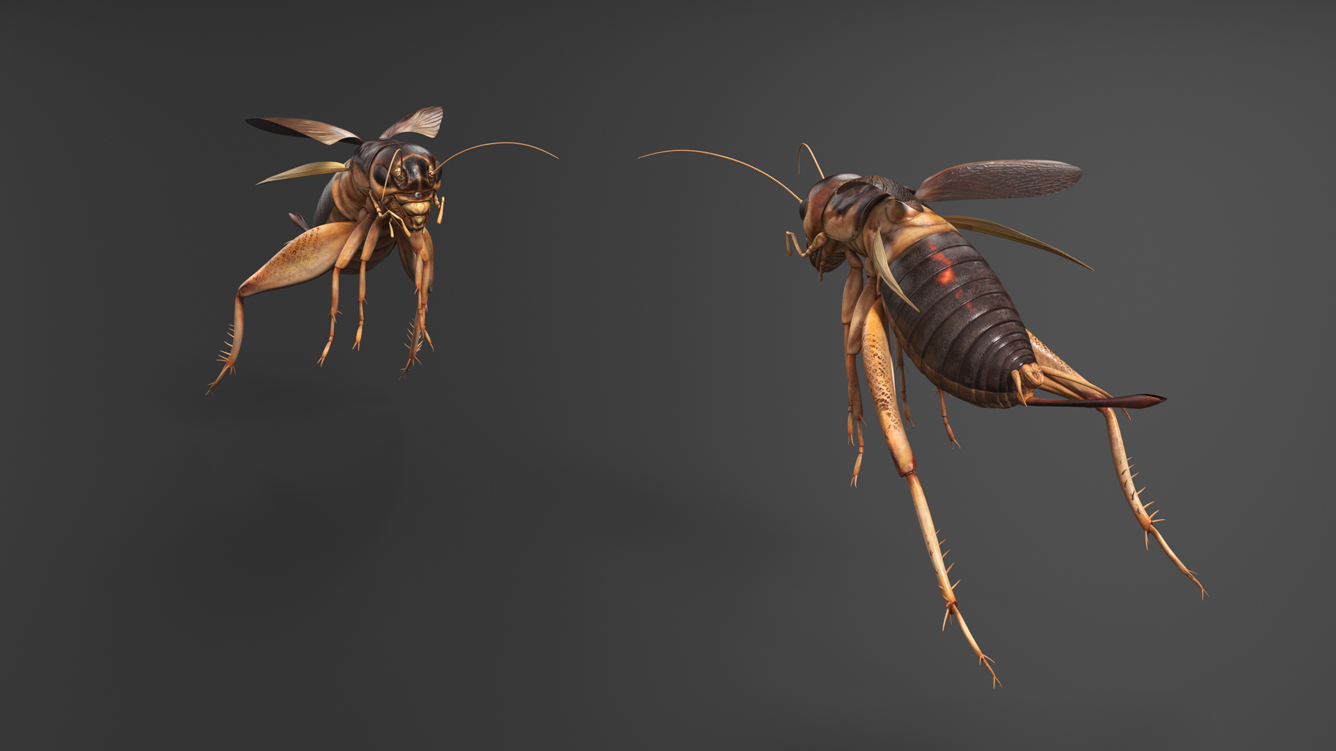 Gryllinae Jumping 3D