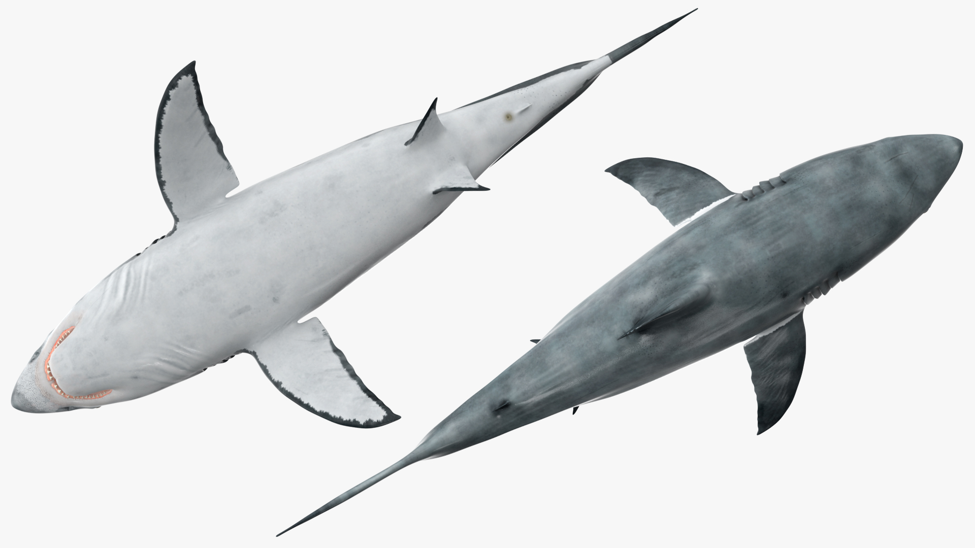 Great White Shark Fish Rigged 3D model