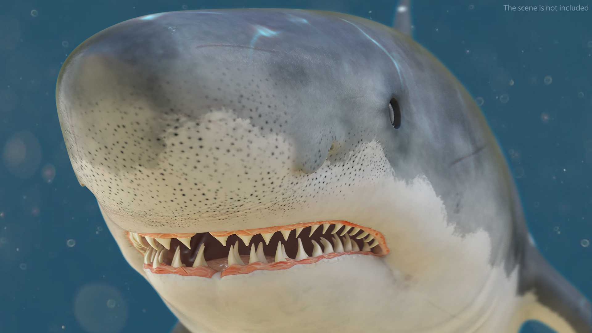 Great White Shark Fish Rigged 3D model