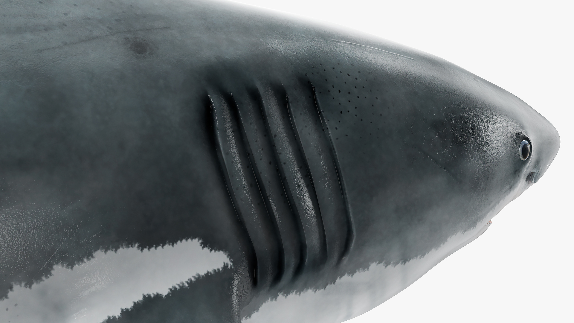 Great White Shark Fish Rigged 3D model