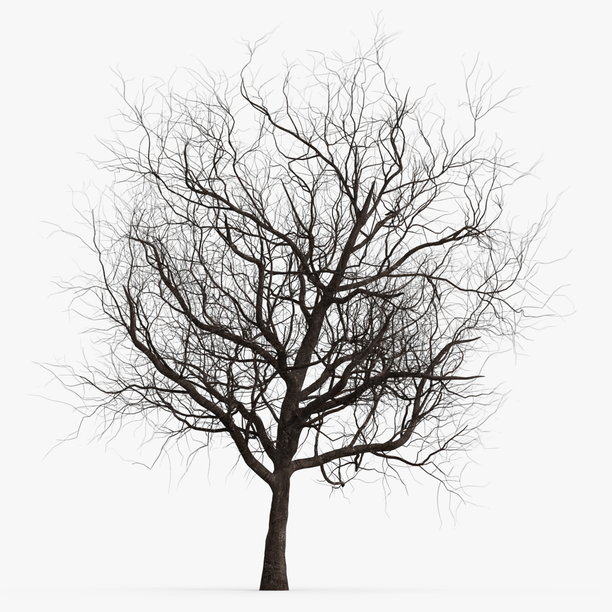 Winter Cherry Blossom Tree 3D model preview