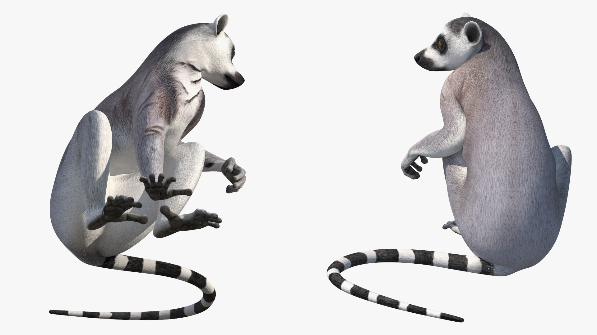 3D model Ring-tailed Lemur Sitting