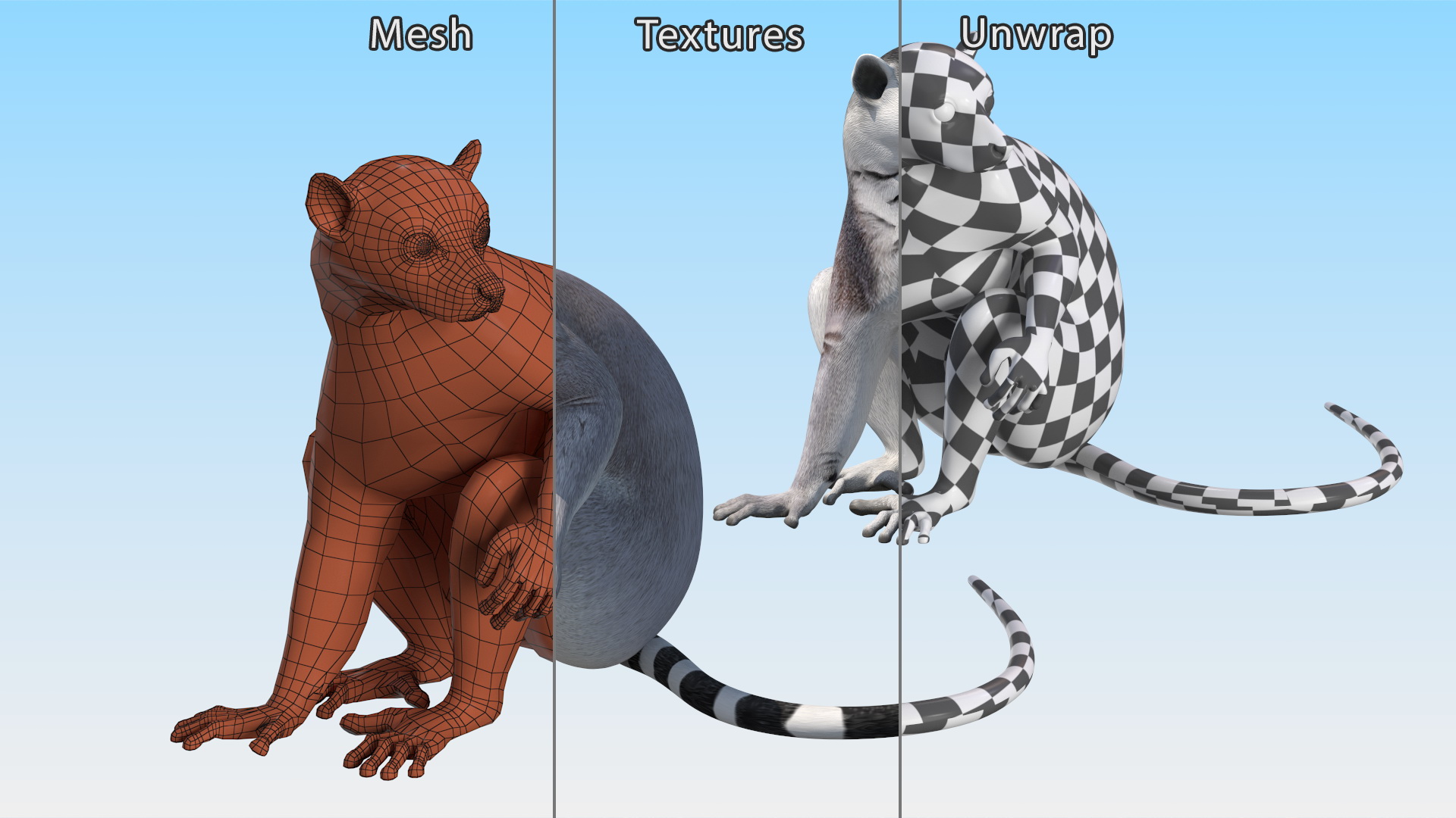 3D model Ring-tailed Lemur Sitting