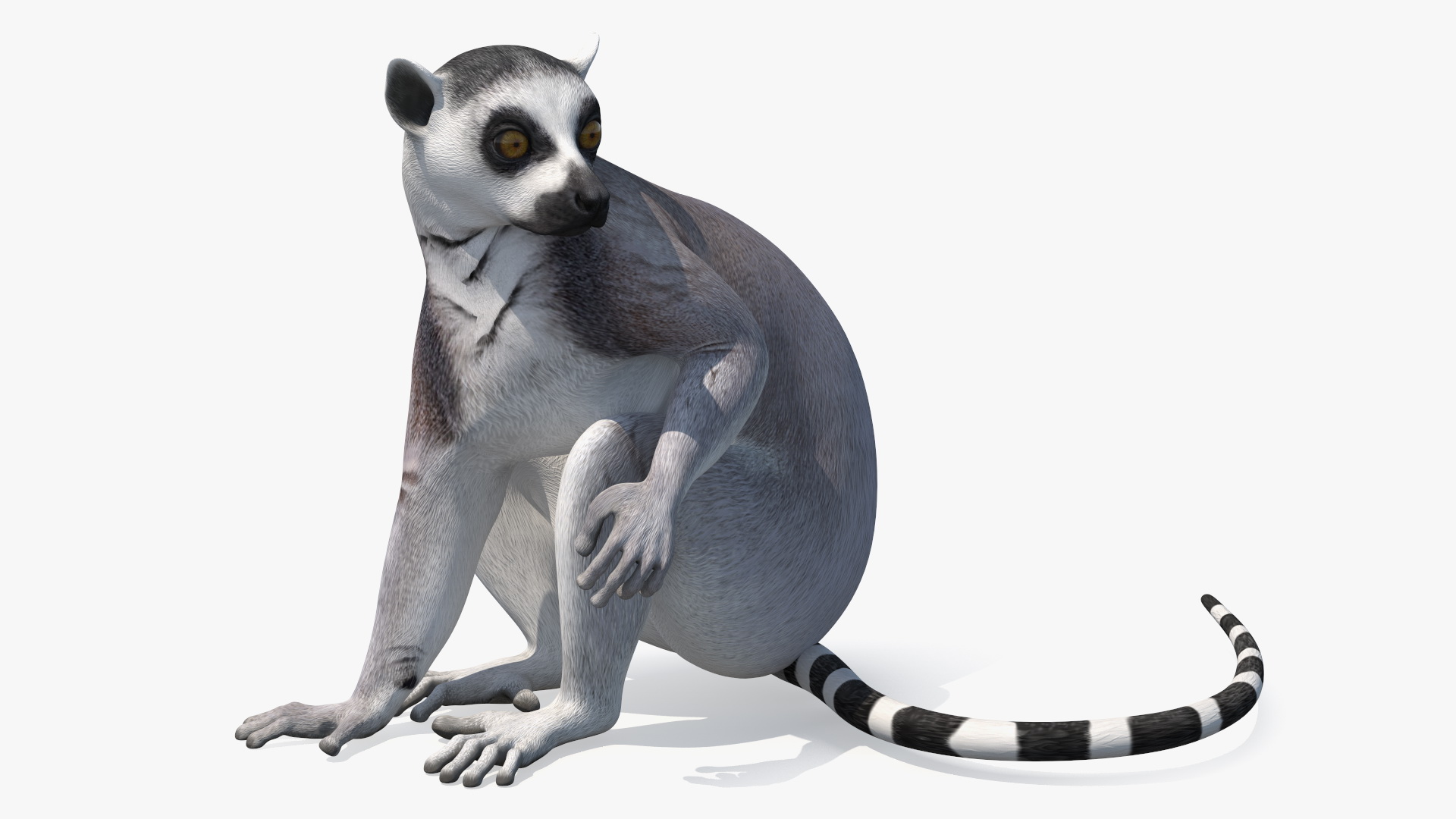 3D model Ring-tailed Lemur Sitting