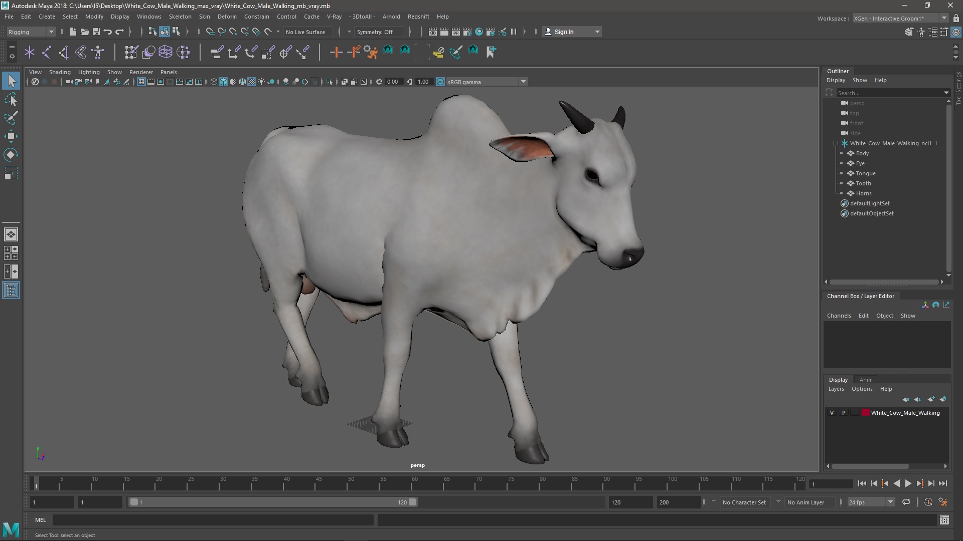 White Cow Male Walking 3D