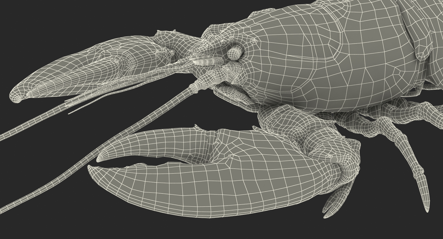 Lobster Rigged 3D model