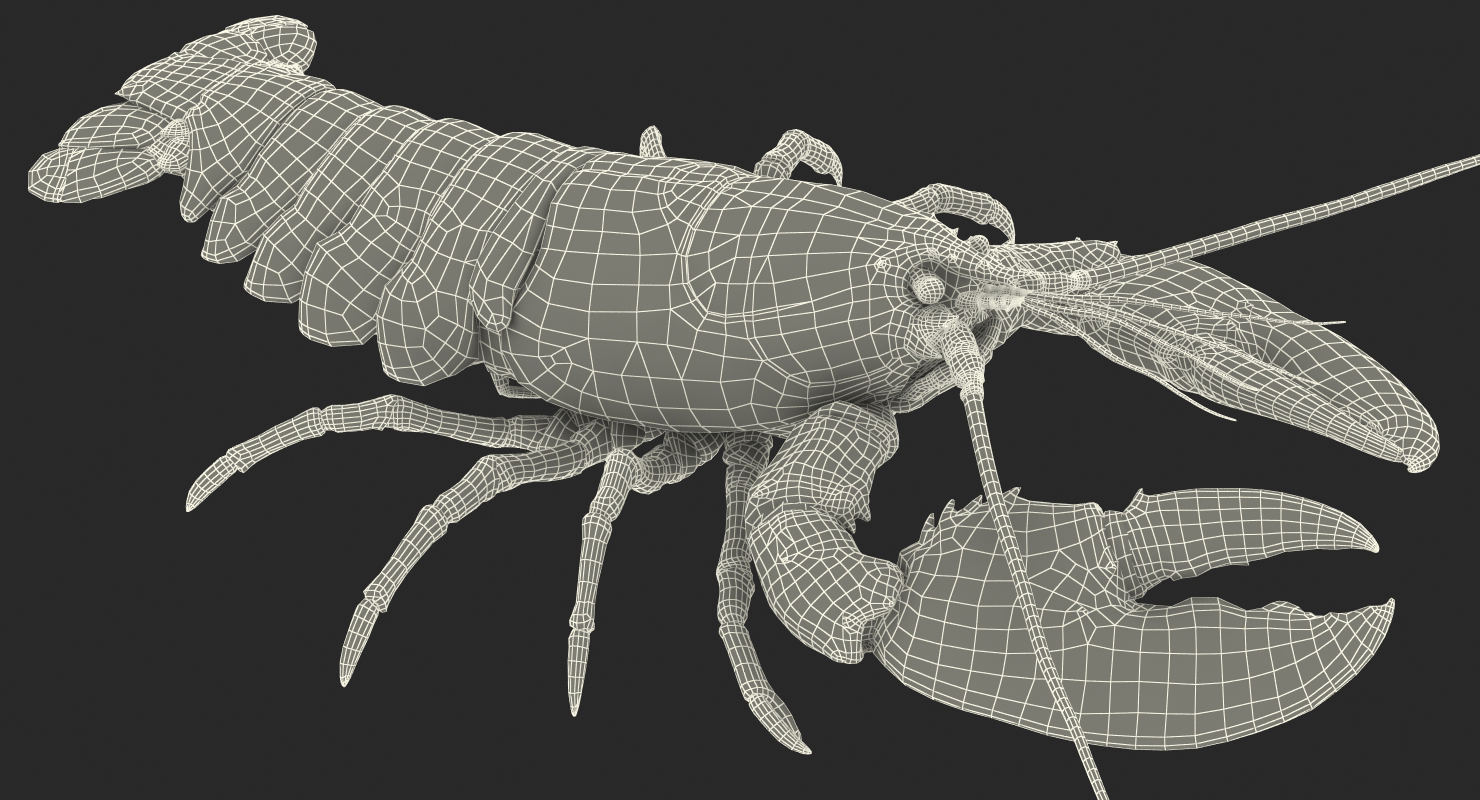 Lobster Rigged 3D model