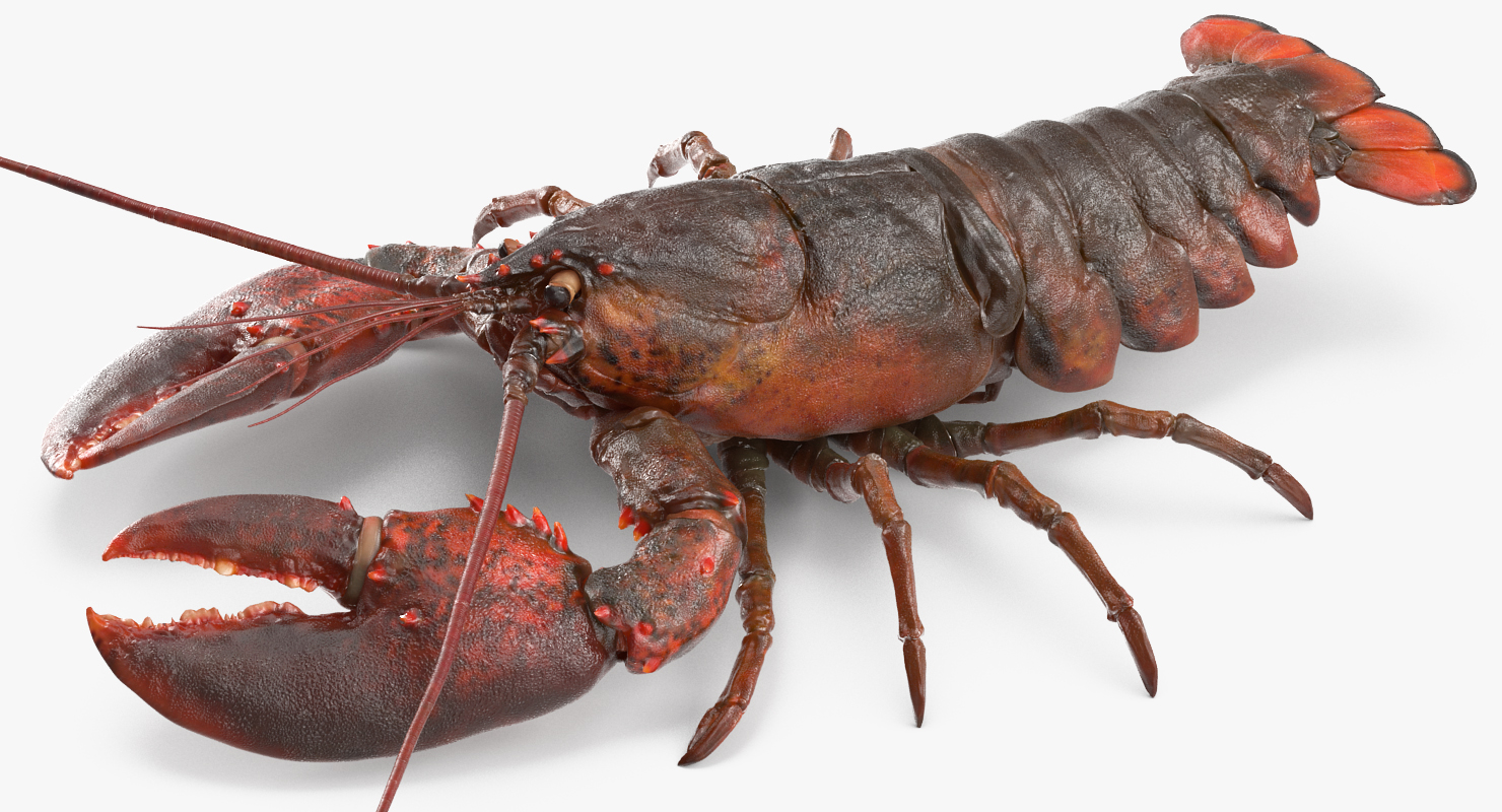 Lobster Rigged 3D model