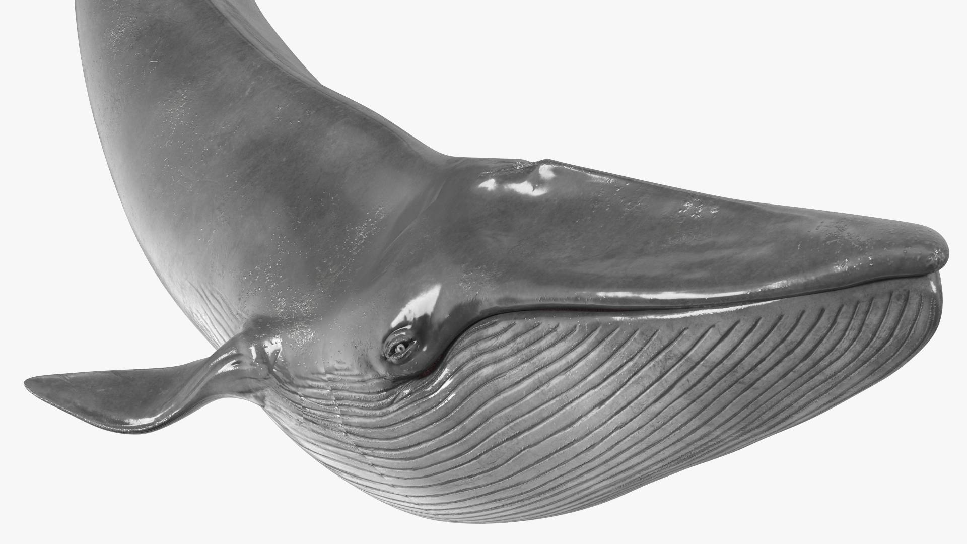Balaenoptera Musculus Swimming Pose Fur 3D model