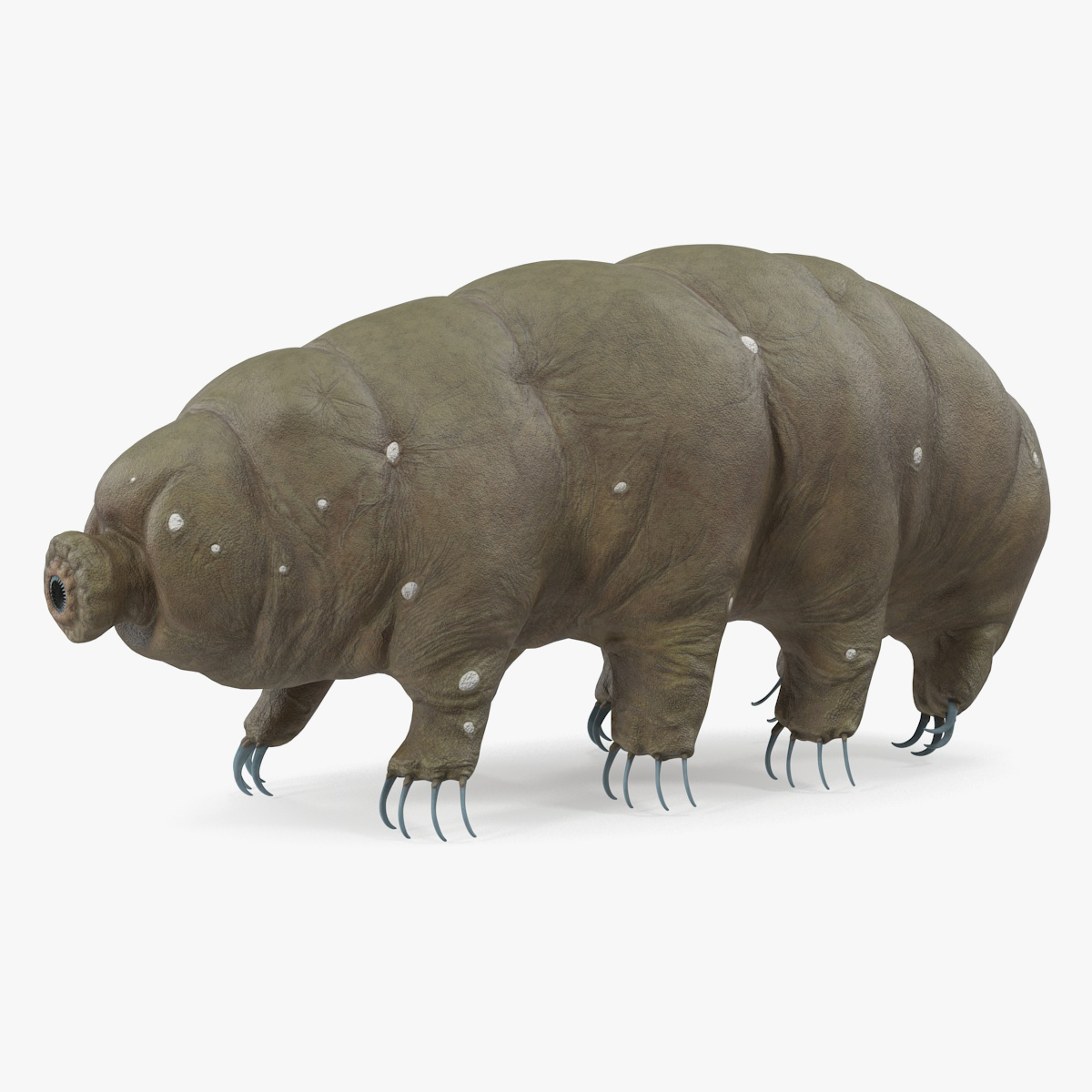 Tardigrade, view 5