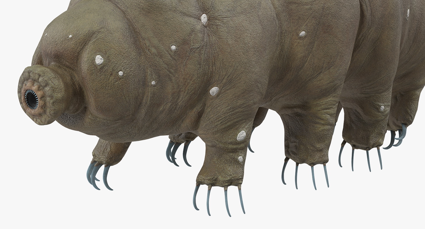 3D model Tardigrade
