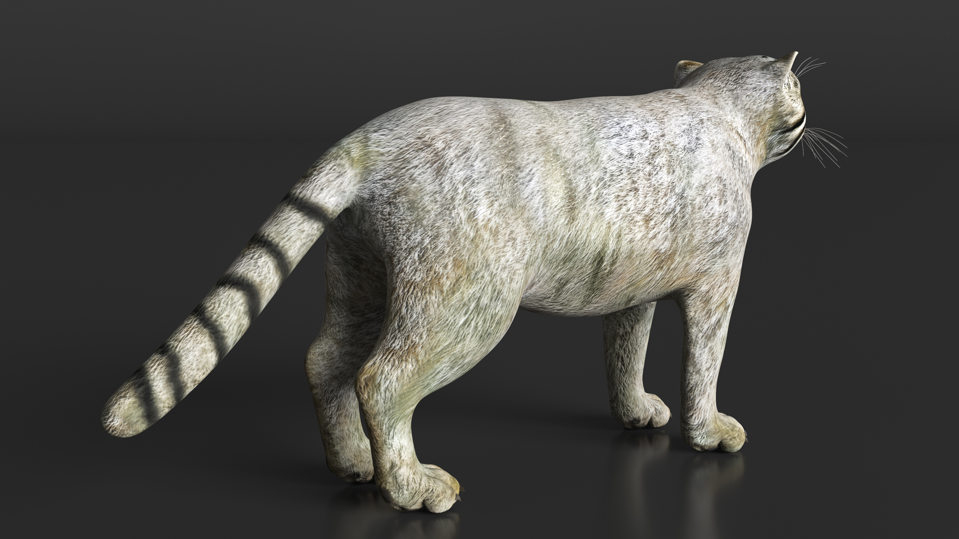 3D model Pallas Cat
