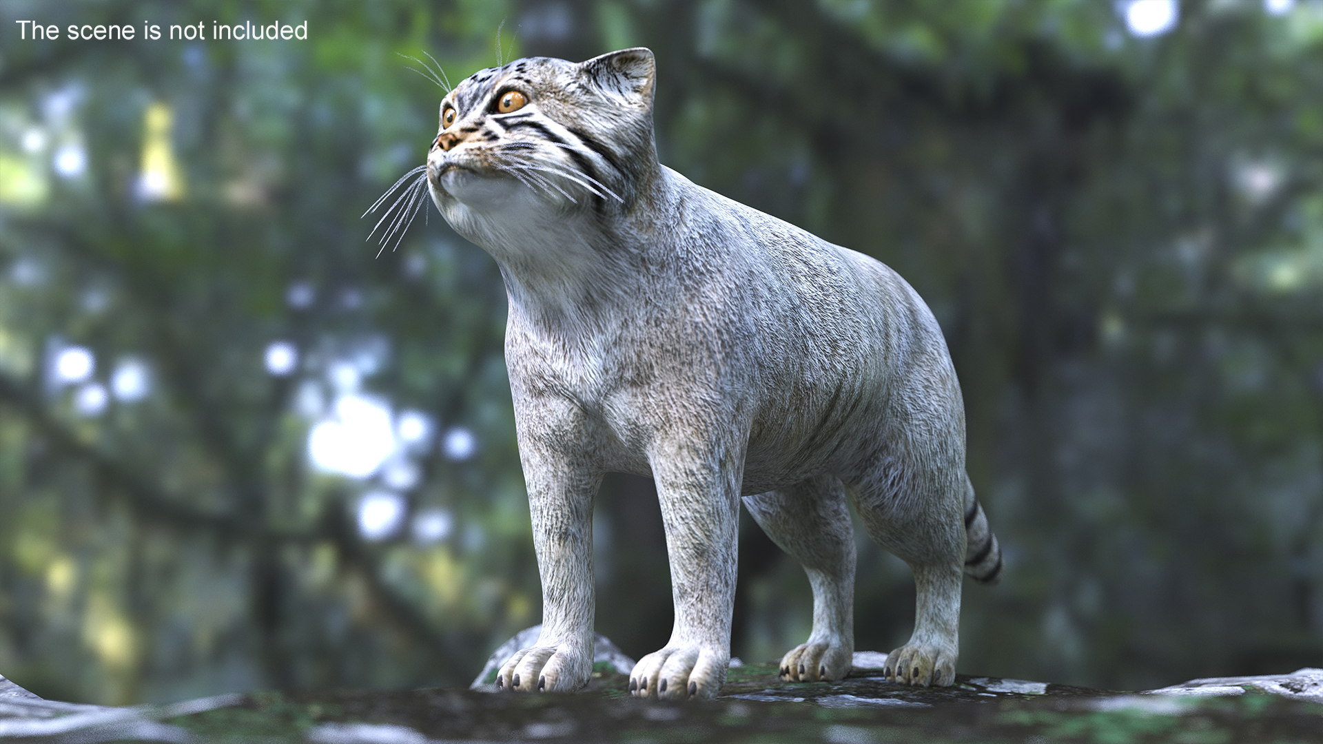 3D model Pallas Cat