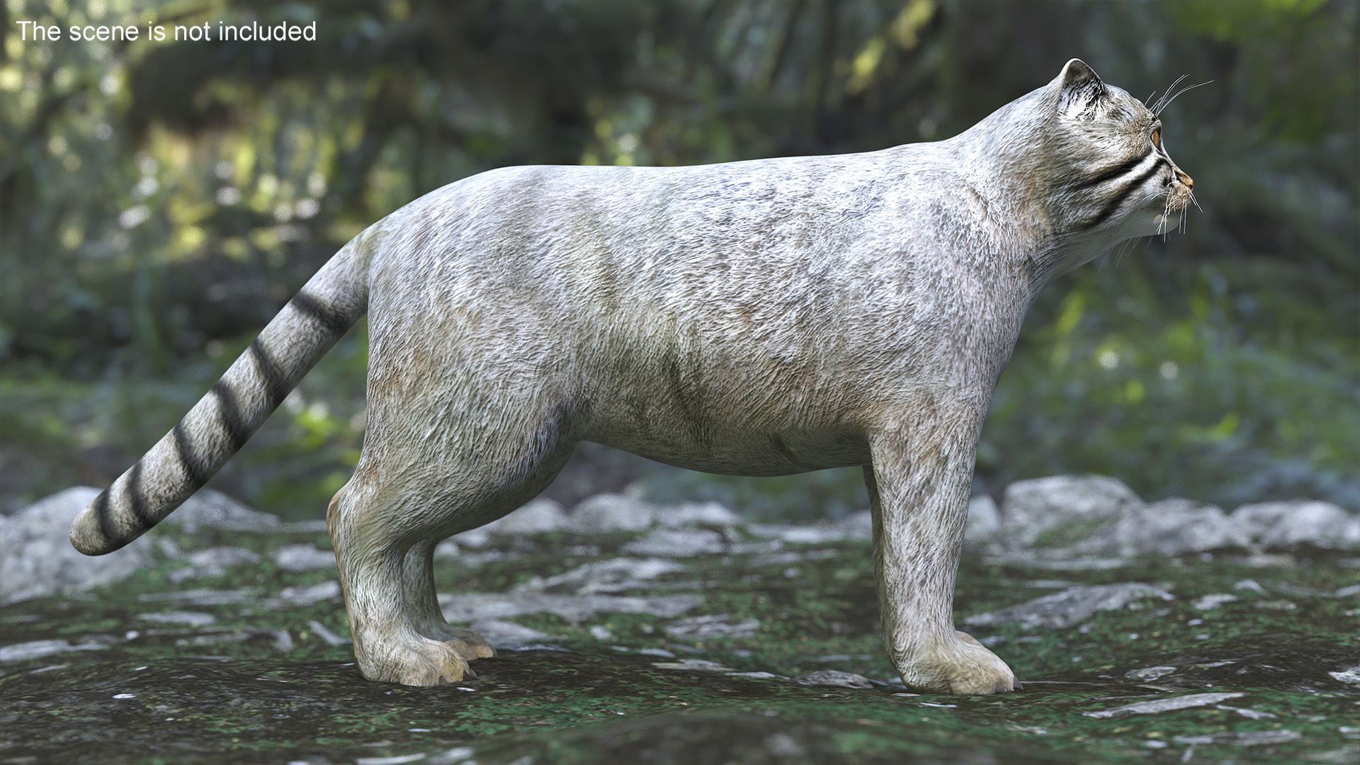 3D model Pallas Cat